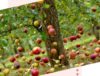 yablochko-ot-yabloni-nedaleko-padaet-blog-formirovanie-lichnosti