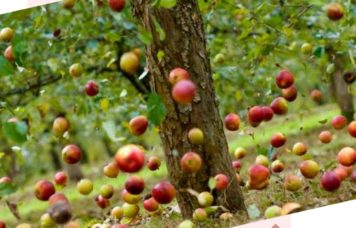 yablochko-ot-yabloni-nedaleko-padaet-blog-formirovanie-lichnosti