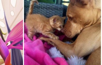 chem-zhiv-kto-druzhby-ne-poznal-svyatoj-blog-formirovanie-lichnosti